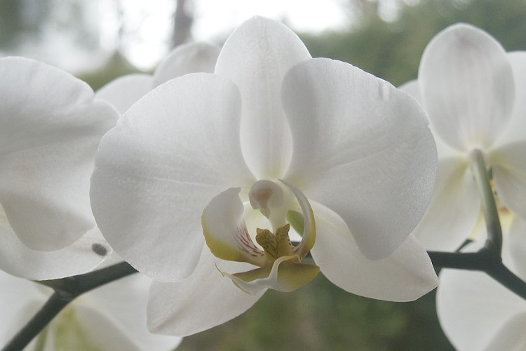 Orchidee (50K)