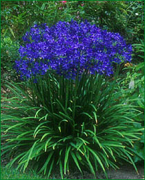 agapanthus (38K)